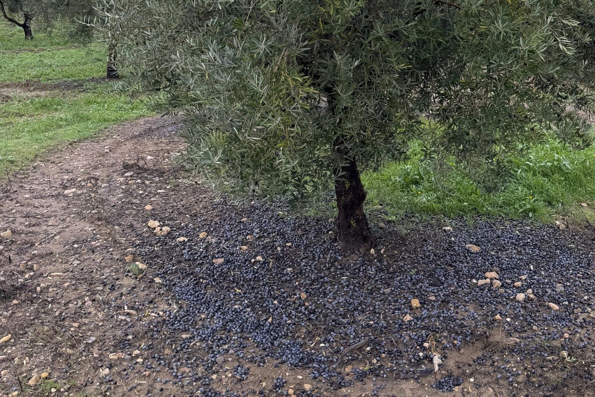 Ελιές πεσμένες στο έδαφος σε ελαιώνα στη Χαέν της Ισπανίας, 1 Φεβρουαρίου 2026.jpg